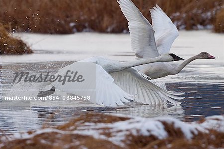 Eine adulte und juvenile Trompeterschwan ausziehen aus einem Teich in der Nähe von Girdwood, South Central Alaska, Herbst