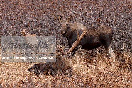 A large bull Moose lays in the grass while a cow moose stands in  the background, Anchorage Hillside, Southcentral Alaska, Autumn