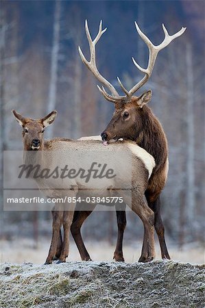 Un wapiti mâle de Rocky Mountain lèche un les wapitis sur son dos pendant la saison de rut, centre de Conservation de la faune de l'Alaska, centre-sud de l'Alaska, automne. EN CAPTIVITÉ