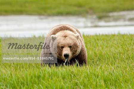Brown bear feed on sedge grass at the McNeil River State Game Sanctuary, Southwest Alaska, Summer