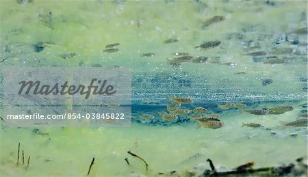 Vue sous-marine des alevins de saumon coho (Oncorhynchus kisutch, Salmonidae) et l'épinoche à trois épines (Gasterosteus aculeatus) d'élevage dans le ruisseau de Power, le principal affluent du lac Eyak près de Cordoue, Delta de la rivière Copper, centre-sud de l'Alaska, printemps