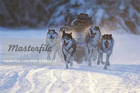 Sibirische Schlittenhunde Rennen in Anchorage, Alaska Kenai Lake Memorial Race, Tozier Track, Winter