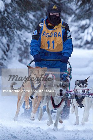 Musher racing in the Lake Memorial Race, Tozier Track, Anchorage, Southcentral Alaska, Winter