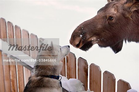 Siberian Husky et un veau orignal nez à nez sur un centre-sud en palissade, Wasilla, Alaska, hiver