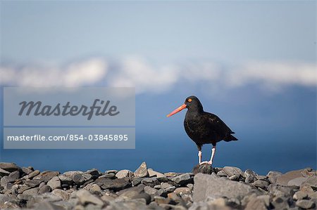 Black Oystercatcher perched on rocky beach, Prince William Sound, Southcentral Alaska, Summer