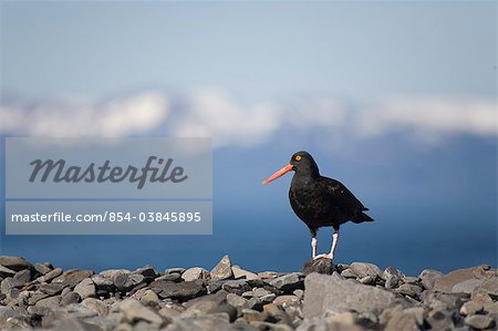 Huîtrier perché sur la plage de rochers, Prince William Sound, centre-sud de l'Alaska, l'été