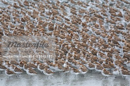 Shorebird flock (mostly Western Sandpipers and Dunlins) roosting during Spring migration on the Copper River Delta, Southcentral Alaska