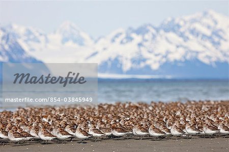 Western Sandpiper and Dunlins gathered on the mudflats of Hartney Bay with Chugach Mountains and Sheridan Glacier in the background,Southcentral Alaska, Spring