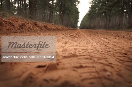 Gros plan du chemin de terre, la forêt nationale de Sam Houston, Texas, Etats-Unis