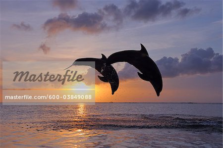 Commune grands dauphins sautant dans la mer au coucher du soleil, Roatan, Bay Islands, Honduras