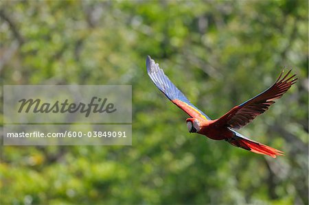 Scarlet Macaw in Flight, Roatan, Bay Islands, Honduras