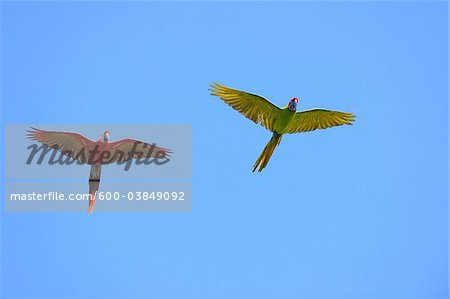 Scarlet Macaw and Great Green Macaw in Flight, Roatan, Bay Islands, Honduras