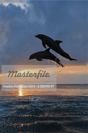 Commune grands dauphins sautant dans la mer au coucher du soleil, Roatan, Bay Islands, Honduras