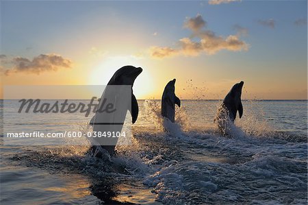Commune grands dauphins sautant dans la mer au coucher du soleil, Roatan, Bay Islands, Honduras Commune grands dauphins sautant dans la mer au coucher du soleil, Roatan, Bay Islands, Honduras