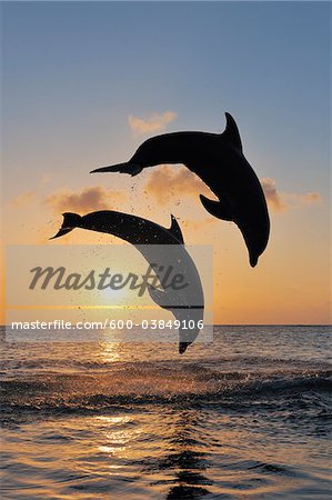 Common Bottlenose Dolphins Jumping in Sea at Sunset, Roatan, Bay Islands, Honduras