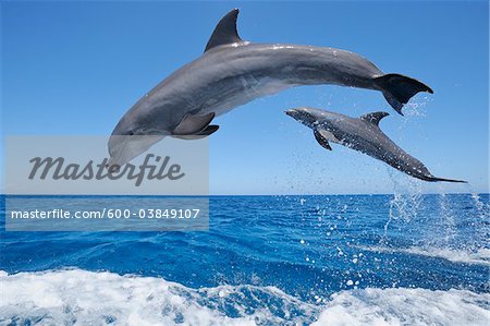 Gemeinsame Bottlenose Delphine springen Meer, Roatan, Bay Islands, Honduras