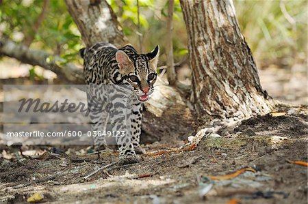 Ocelot en forêt, Roatan, Bay Islands Honduras Ocelot en forêt, Roatan, Bay Islands Honduras