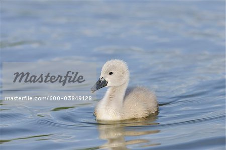 Mute Swan Cygnet, Bavaria, Germany