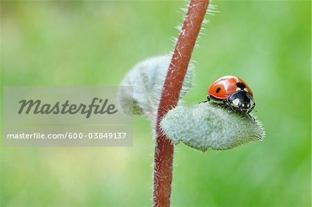 Seven Spot Ladybird on Leaf. Franconia, Bavaria, Germany