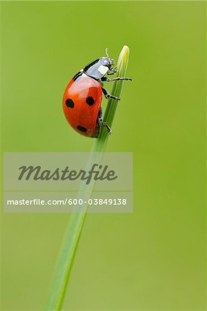 Sept Spot Ladybird sur brin d'herbe, de Franconie, Bavière, Allemagne