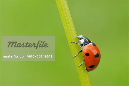 Sept Spot Ladybird sur brin d'herbe, de Franconie, Bavière, Allemagne Sept Spot Ladybird sur brin d'herbe, de Franconie, Bavière, Allemagne