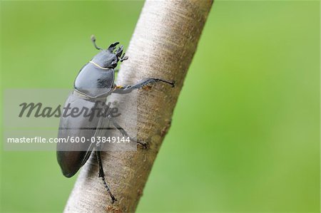 Femelle Lucanus Cervus Lucane sur branche, Franconie, Bavière, Allemagne