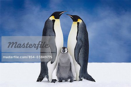 Portrait de l'empereur Penguin Parents & poussin, baie Atka, Antarctique, COMPOSITE