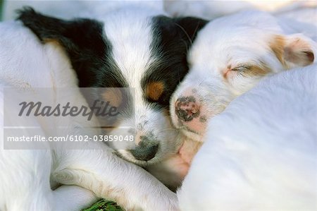 Cute puppies sleeping