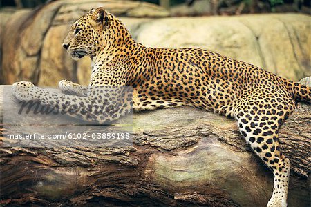 Leopard lying on tree trunk