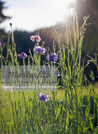 Purple cornflowers with grass