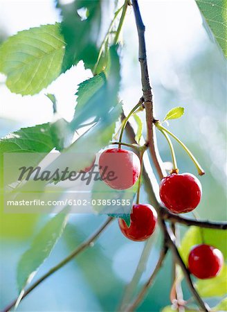 Gros plan de cerises sur branche