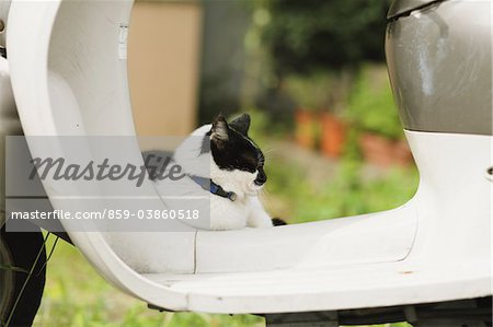 Cat Resting On Scooter