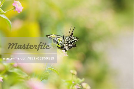 Schmetterling auf Blume