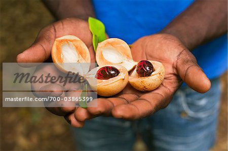 Man Holding Nutmeg Fruit, Seed and Mace