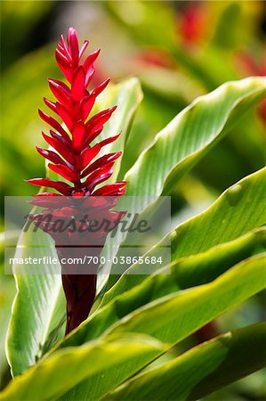 Red Ginger, Kauai, Hawaii, USA