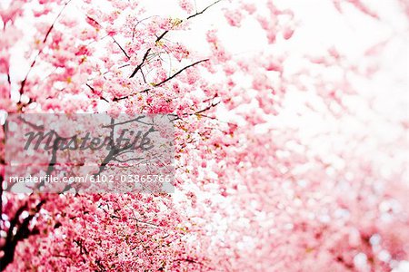 Cherry-tree, Kungstradgarden, Stockholm, Sweden.