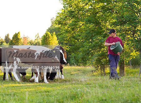 Ein Bauer, der Kühe auf der Weide, Schweden füttern.
