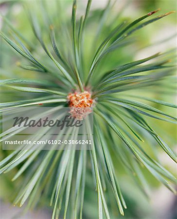 A piece of pine tree, close-up.