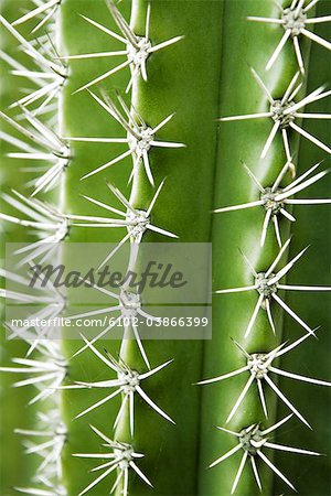 A green cactus, close-up, Aruba.