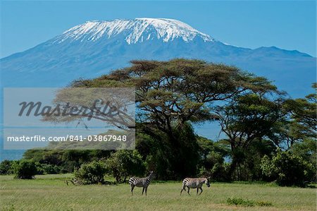 Zebra, Parc National d'Amboseli, avec le mont Kilimandjaro dans le fond, Kenya, Afrique de l'est, Afrique