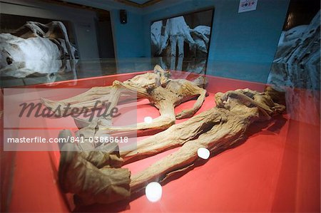 Staatliche Museo de Las Momias (Mumien Museum), Guanajuato, Guanajuato, Mexiko, Nordamerika