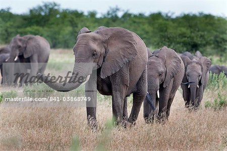 Elefanten-Herde, Krüger Nationalpark, Südafrika, Afrika