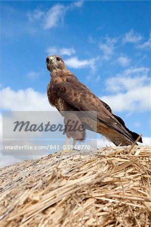 Buzzard (Buteo buteo), in captivity, Cumbria, England, United Kingdom, Europe