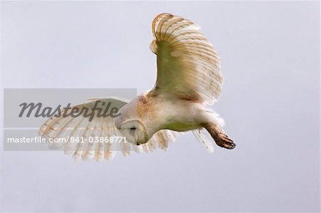 Barn owl (Tyto alba) in flight, in captivity, Cumbria, England, United Kingdom, Europe