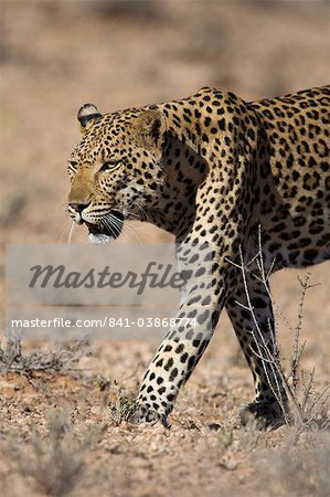 Mâle léopard (Panthera pardu), parc de Transfroniter de Kgalagadi, Northern Cape, Afrique du Sud, Afrique