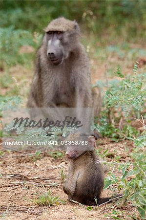 Junge Bärenpavian (Papio Cynocephalus Ursinus), Krüger Nationalpark, Mpumalanga, Südafrika, Afrika