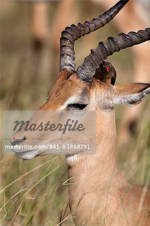 Impala ram (Aepyceros Melampus), mit Redbilled Madenhacker, Krüger Nationalpark, Südafrika, Afrika