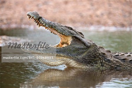 Nile crocodile (Crocodylus niloticus), jaws agape, Kruger National Park, South Africa, Africa
