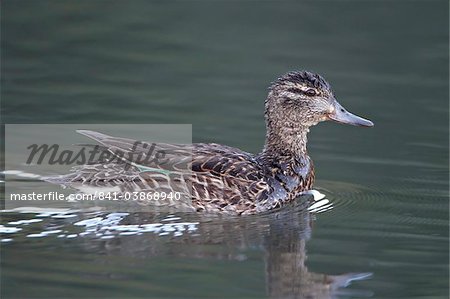 Green-winged teal (Anas crecca) hen swimming, Pike and San Isabel National Forest, Colorado, United States of America, North America