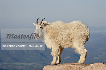 Mountain goat (Oreamnos americanus), Mount Evans, Colorado, United States of America, North America